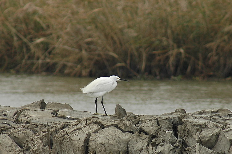 DSC_0001.jpg