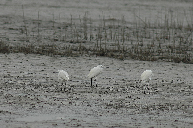 DSC_0129.jpg