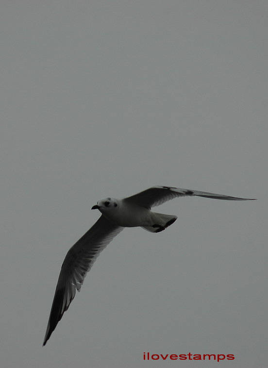 DSC_0177.jpg