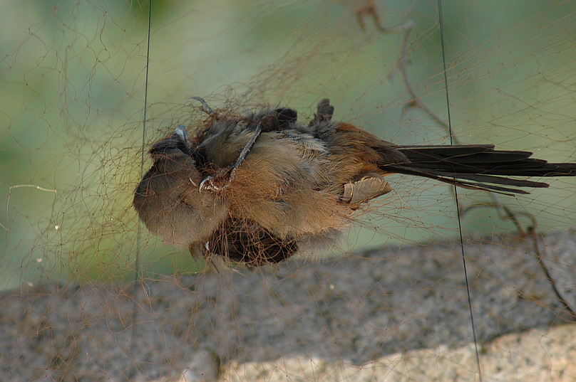 DSC_0101.jpg