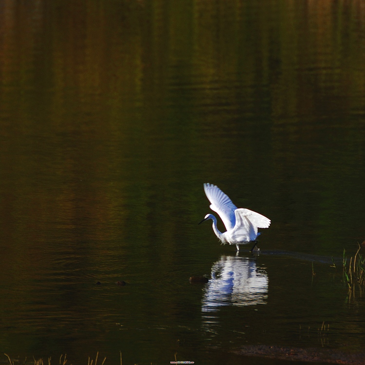 IMGP0145-1x.jpg
