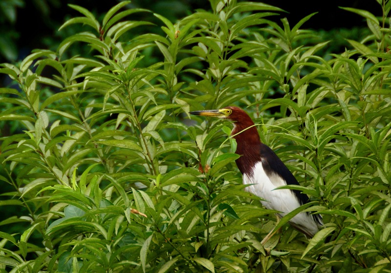 IMGP0025-1x.jpg