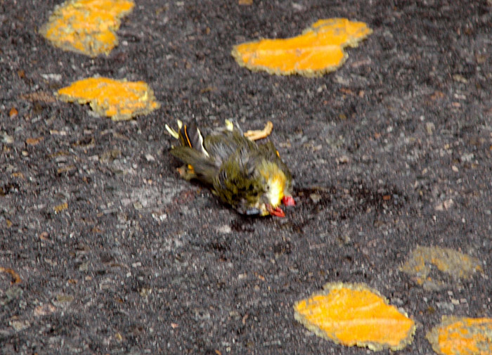 DSC_7779.JPG