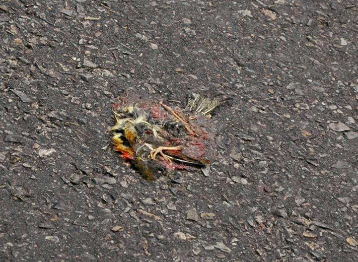 DSC_7767.JPG