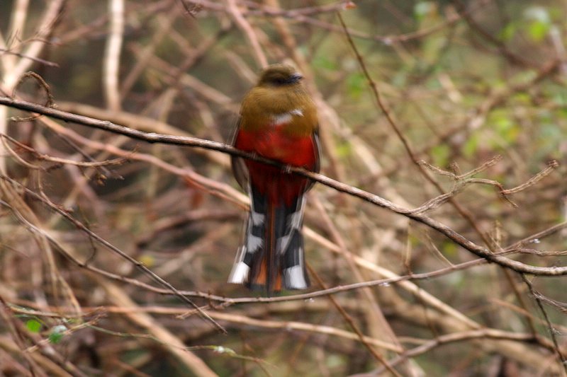 hongtou.jpg