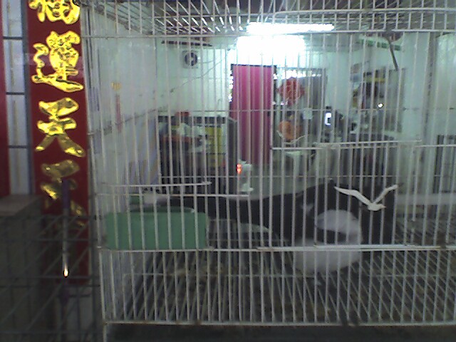 喜鹊