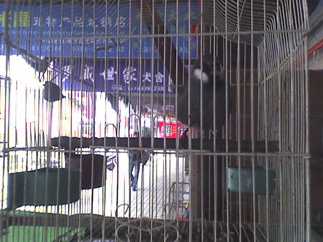 黑喉噪鹛