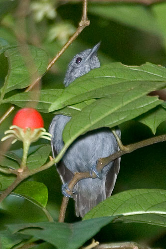 Alagoas Antwrenrare03.jpg