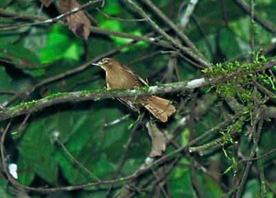 Alagoas Foliage-gleanerrare02.jpg