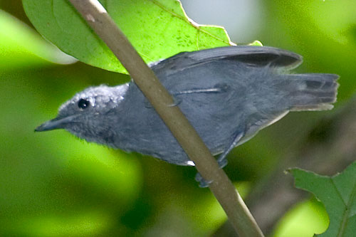 Alagoas Antwrenrare01.jpg