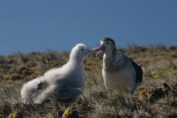 Amsterdam Albatross(rare)02.jpg