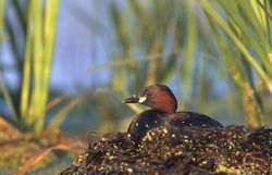 Alaotra Grebe(rare)01.jpg