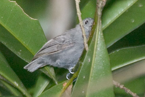 Alagoas Antwrenrare02.jpg