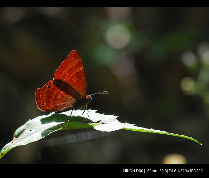DSC_0321a.jpg