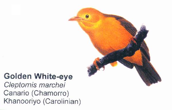 Golden White-eyerare02.jpg