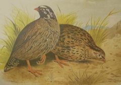 Himalayan Quail(rare)02.jpg