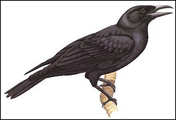 Mariana Crowrare01.jpg