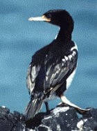 Chatham Islands Shag(rare)(BM)03.jpg