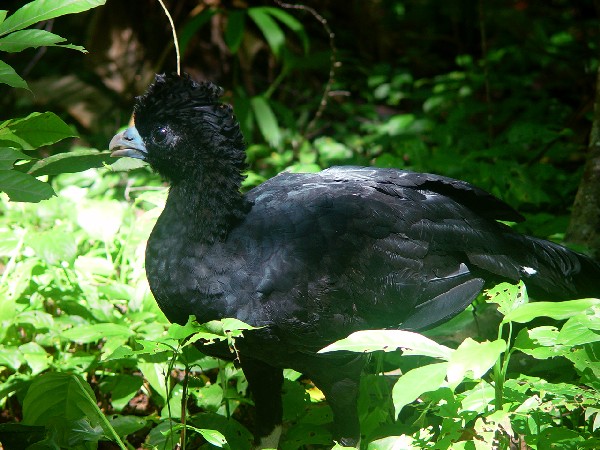 Blue-billed Curassow(rare)──02.jpg
