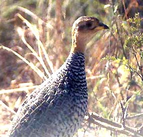 Djibouti Francolin(rare)03.jpg