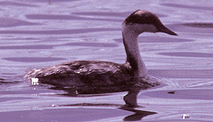 Junin Grebe(rare)04.jpg