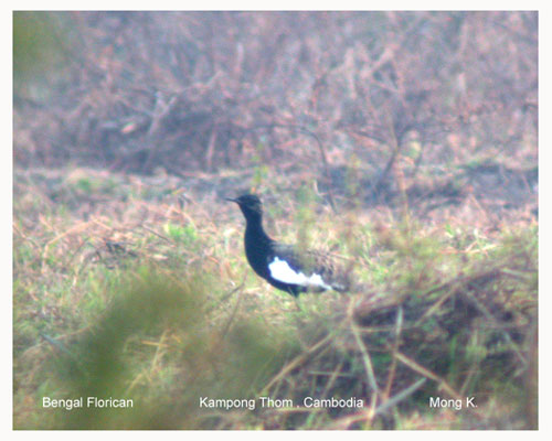 Bengal Florican（rare）──02.jpg
