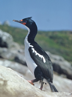 Chatham Islands Shag(rare)01.jpg