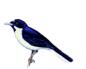 Black-chinned Monarch（rare）──01.gif