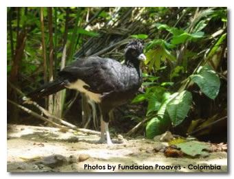 Blue-billed Curassow(rare)──08.jpg