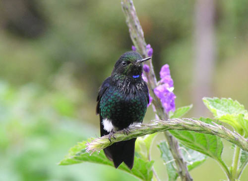Black-breasted Puffleg（rare）──01.jpg