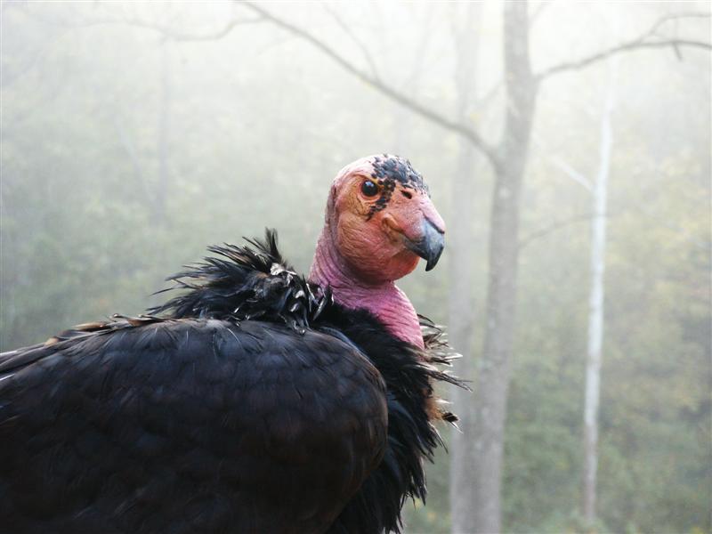 California Condor（rare）──11.jpg
