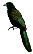 Black-hooded Coucal（rare）──01.gif