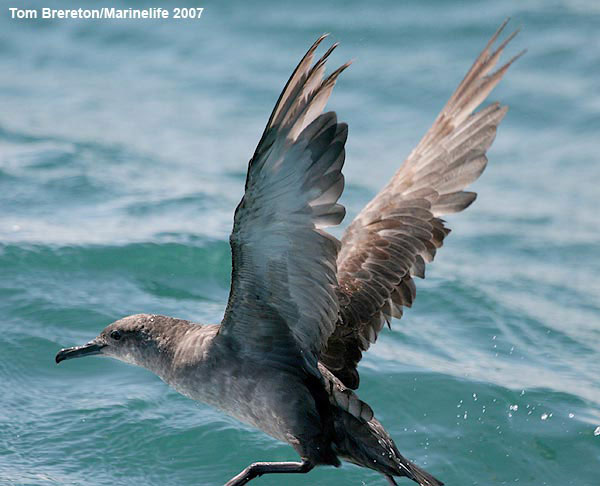 Balearic Shearwater(rare)02.jpg