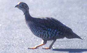 Djibouti Francolin(rare)04.jpg