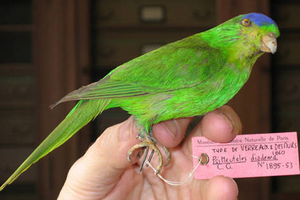 New Caledonian Lorikeetrare01.jpg