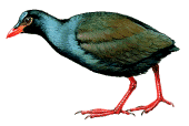 Gallinula silvestrisrare01.gif