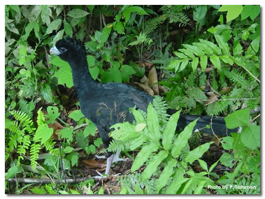 Blue-billed Curassow(rare)──03.jpg