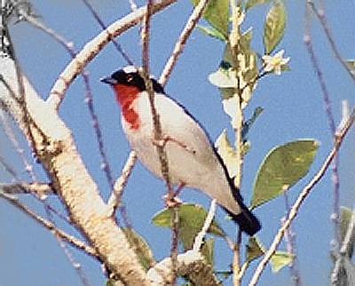Cherry Throated Tanager(rare)01.jpg