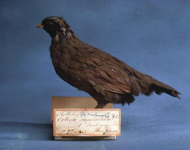 Himalayan Quail(rare)01.jpg