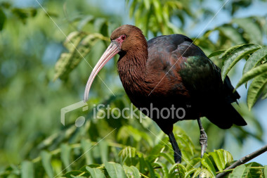 Dwarf Olive Ibis(rare)01.jpg