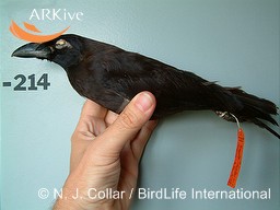 Banggai Crow（rare）──01.jpg