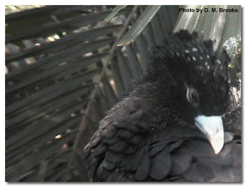 Blue-billed Curassow(rare)──10.jpg