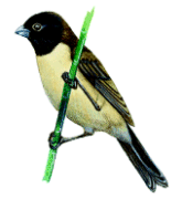 Hooded Seedeaterrare01.gif