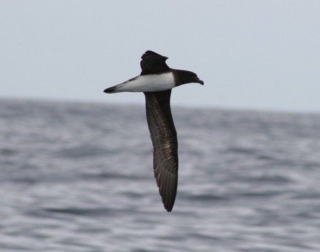 s Petrel(rare)──02.jpg