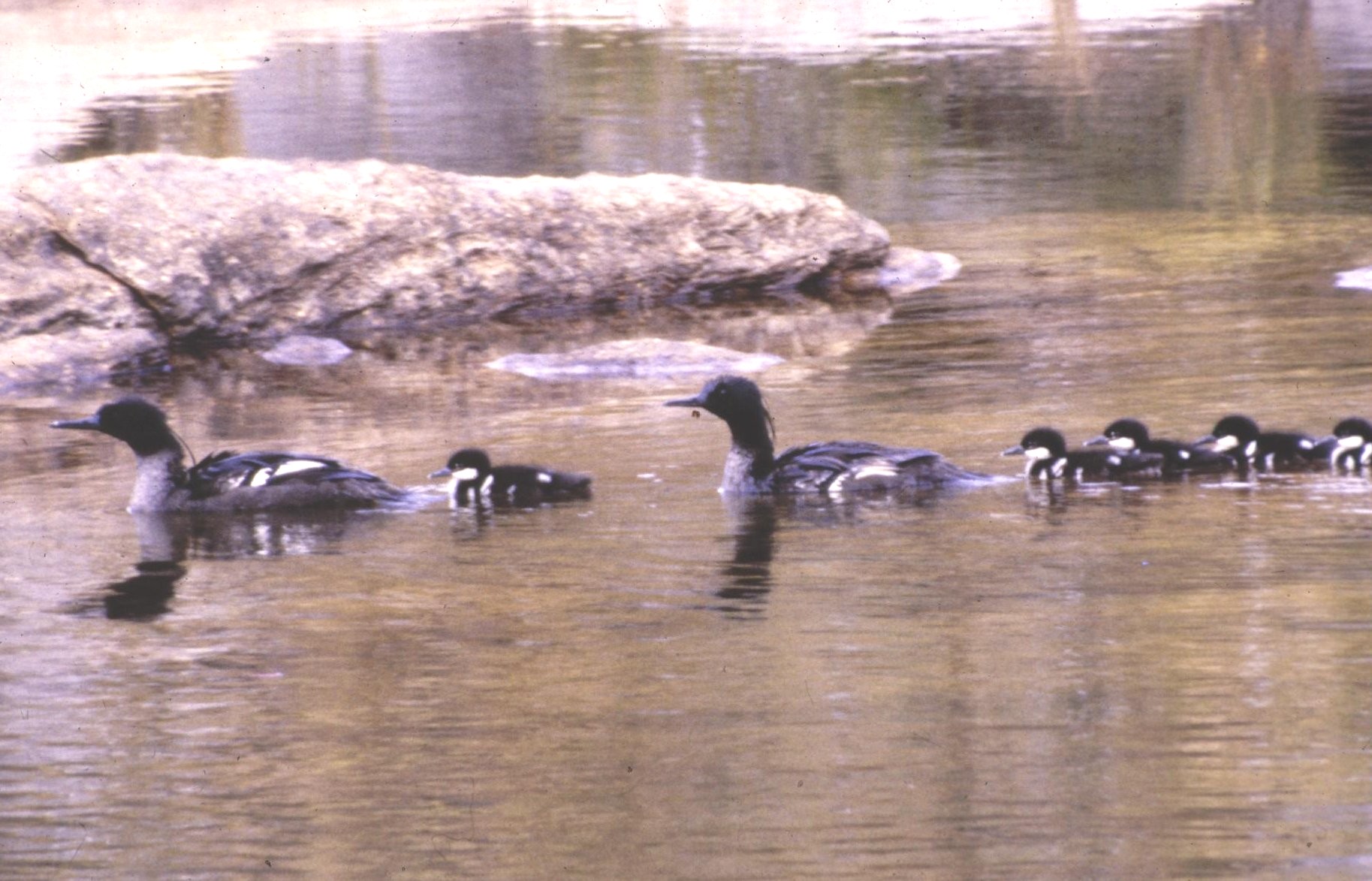 Brazilian Merganser(rare)──03.jpg