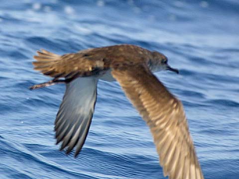 Balearic Shearwater(rare)04.jpg