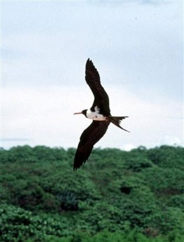 Christmas Island Frigatebird(rare)01.jpg