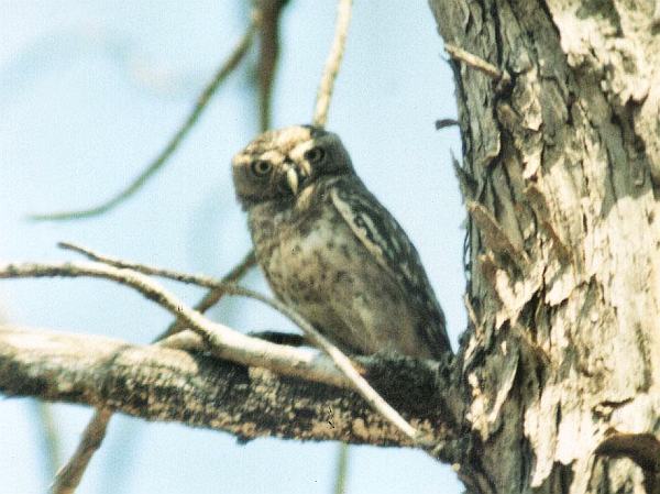 Forest Owletrare03.jpg