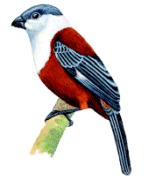 Entre Rios Seedeaterrare01.gif