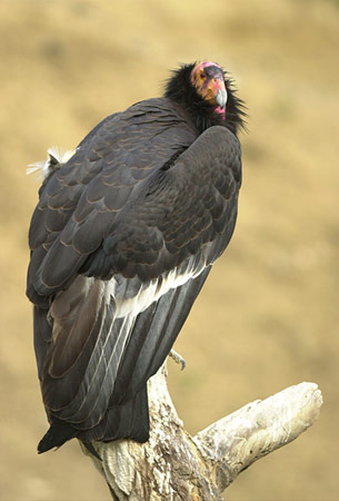 California Condor（rare）──03.jpg